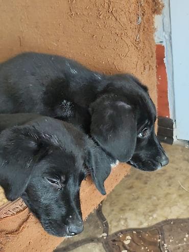 ящик сатылат: 2 Щенка, мальчик и девочка, метисы лабрадора/дворняжки, черного — 1