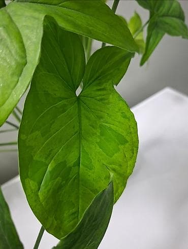 Сейфтер: Сингониум Mojito (Мохито) Это очень популярный и желанный сорт среди — 2