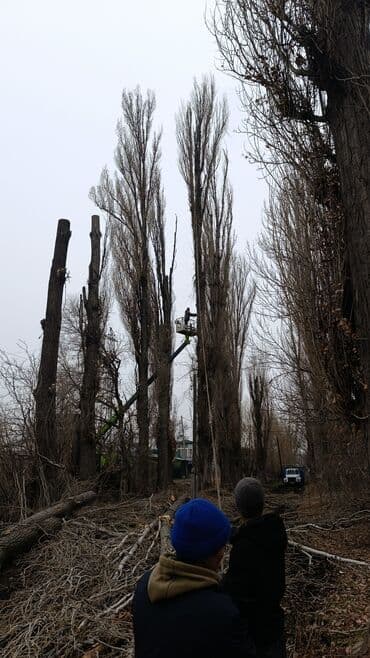 спил дерева: Профисанальная вырубка, обрезка деревьев — 2
