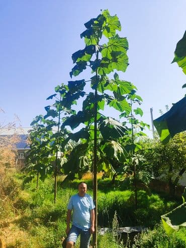 купить саженцы винограда в бишкеке: Саженцы деревьев: Павловнии, Платная доставка — 3