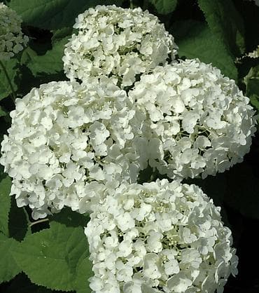 Гортензия белая Аннабель шаровидная, 3 летка декоративый кустарник
