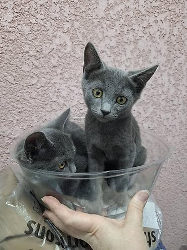scottish fold: Котята, окрас серый/дымчатый и серый тигровый (табби). Котята — 8