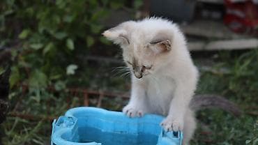 Кошки: Прекрасный подарок для ребенка близкого или любимого человека — 8