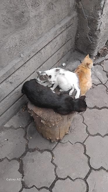 животные кошка: Котята разных окрасов - Помёт из нескольких котят: белые с — 2
