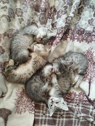 куплю кота: Кошка даром: Беспородная, 2 месяца, Мальчик, Приучена к лотку — 1