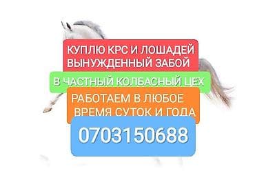 Үй жаныбарлары: Колбаса цехи : Уйлар, букалар, | Союуга, этке — 2