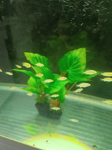 питомник чихуахуа бишкек: Красивые рыбы Цихлиды Еллоу мальки от 2см нахожусь в 8 микрорайоне — 3