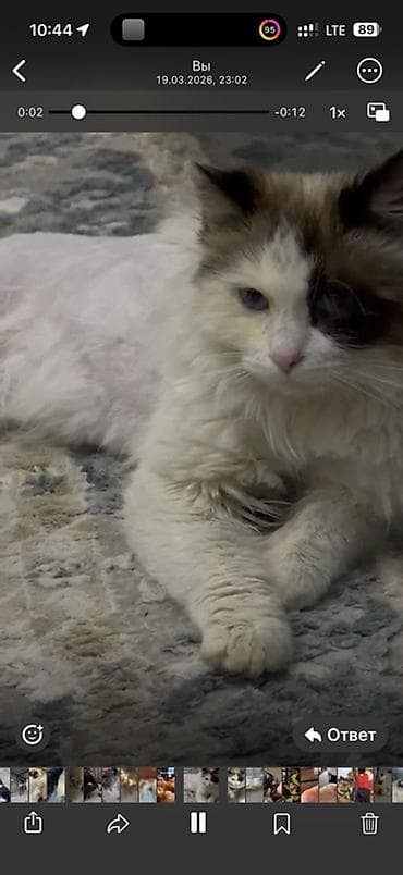 Животные: Пропала : Рэгдолл, Мальчик, Биколор — 2