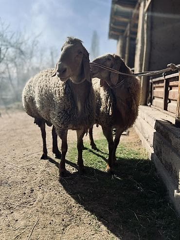аквариум продаю: Продаю | Овца (самка) | Арашан | Для разведения — 1