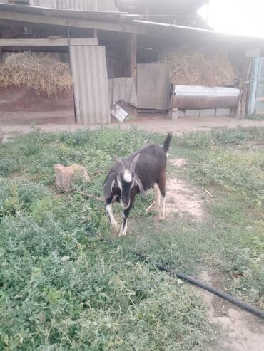 куры доминанты: Продаю | Коза (самка) | Битал — 1