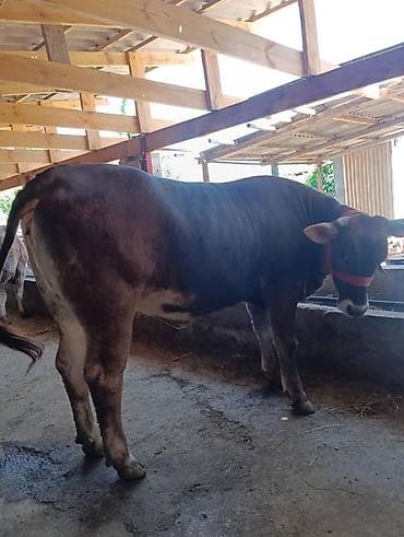 Продаю | Бык (самец) | На откорм | Племенные at lalafo.kg Продаю | Бык (самец) | На откорм | Племенные