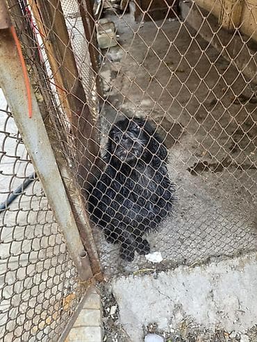 Үй жаныбарлары үчүн товарлар: Кокер-спаниель, 6 айлык, Эркек — 2