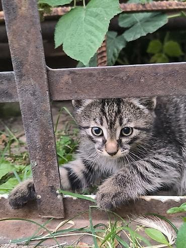 самый лучший сильный умный собака: Кошка даром: Беспородная, Мальчик — 3