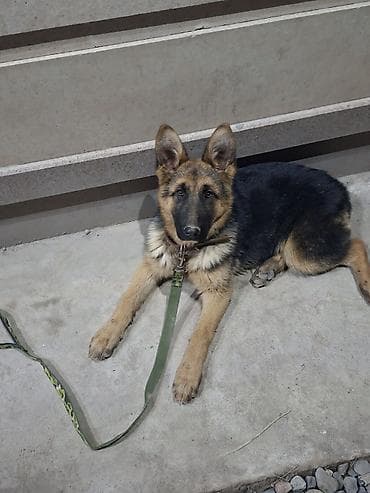 Отдам даром собаку: Немецкая овчарка, молодая собака классического чёрно-рыжего окраса — 1