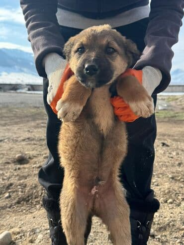 акустические системы ugreen колонка в виде собак: Кучуктор сатылат Кыргыз доботтун кучуктору сатылат Ысс-Кол областы — 13