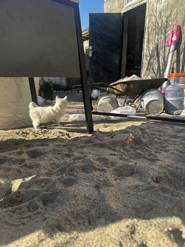 продажа вислоухих шотландских котят: Шотландские вислоухие смесь черный и белый котёнок - Очаровательный — 10