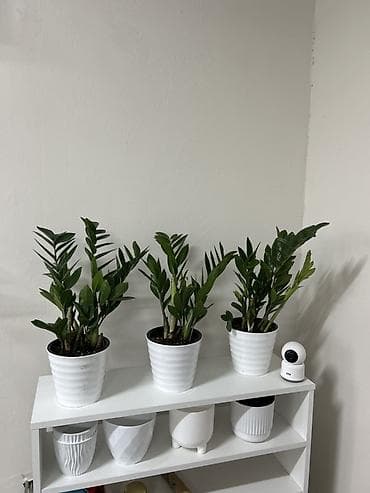 купить замиокулькас: Замиокулькас (ZZ plant) в горшке - Комнатное декоративно-лиственное — 1