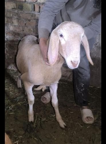 сокол птица цена: Продаю | Ягненок | Для разведения | Племенные — 6