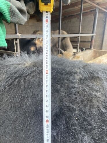 баран цена: Продаю | Корова (самка) | Для разведения | Привязанные — 8