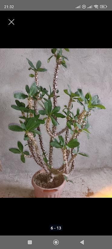 распродажа гаражная: Распродажа комнатных растений!🪴🌵🌱 в горшках от 150с.! — 6