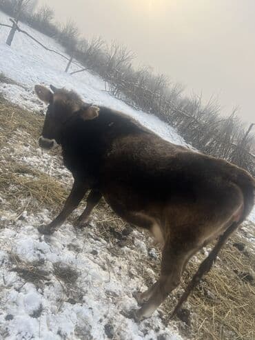 Продаю | Корова (самка) | Швицкая | Для молока | После отела, Искусственник