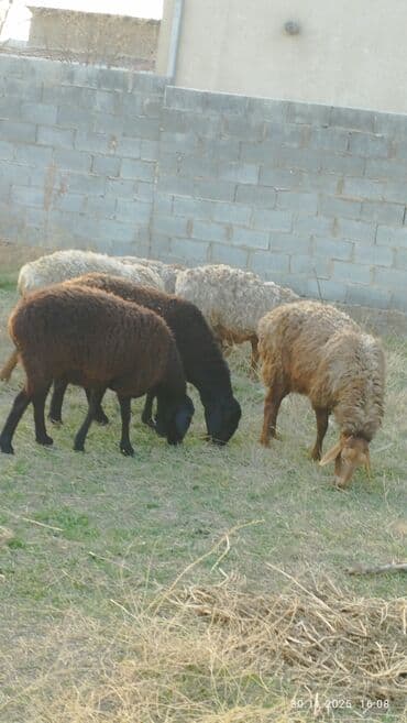 племенные коровы молочные купить: Продаю | Овца (самка) | Для разведения — 5