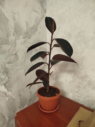 кухонный шкаф купить: Фикус эластика (каучуконосный), сорт с темно-зелёной глянцевой — 1