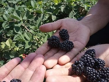 ежевика малина: Ежевика — 6