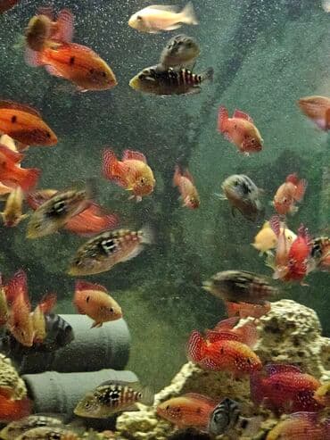 вислоухие котята бишкек цена: Цихлиды-подростки оптом! - бирюзовая акара - голубой дельфин - — 12