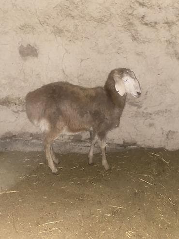 Услуги ветеринара: Продаю | Ягненок | Для разведения | Племенные — 9