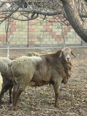 Собаки: Продаю кочкора Эдельбай — 1