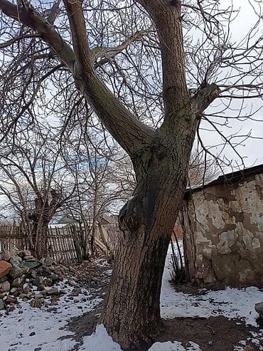 Промышленная химия: Жангак бак сатылат — 1