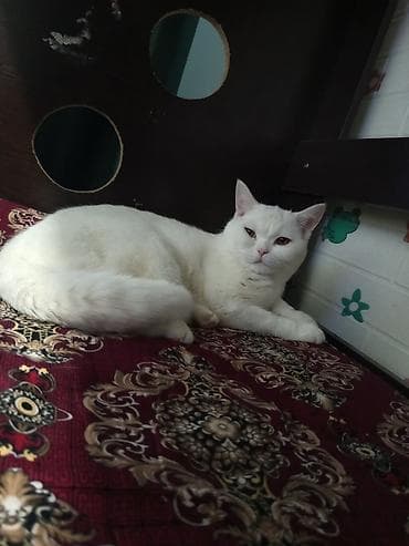 Котёнок пародия-скоттиш страйт -есть свой домик и горшок - Окрас — 1