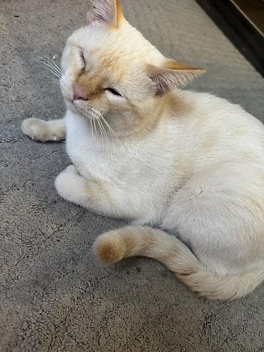 8 месяцев, Девочка, Приучена к лотку, Проглистована