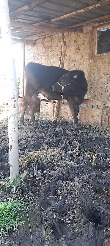 Мышыктар: Сатам | Бука (эркек) | Швиц — 2