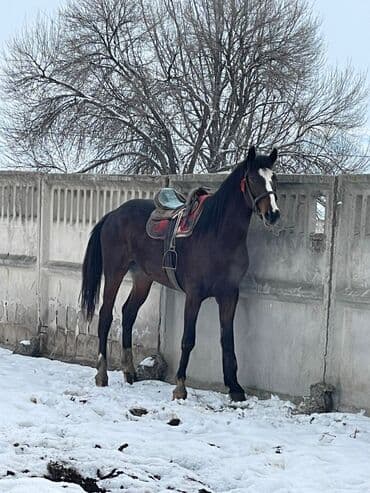 боос уйлар: Продаю | Конь (самец) | Конный спорт | Мерин — 2