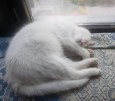 белые котята: Кто потерял кошечку-подростка?Ласковая, любит общение и мягкие — 6