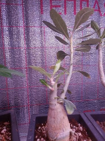 толстянка купить: Аденiums (Adenium obesum) – коллекционные суккуленты с каудексом — 4