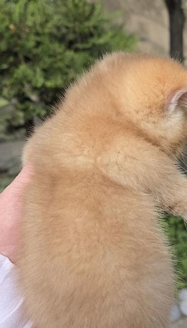 scottish fold: Предлагаем для бронирования чистопородных малышей, мальчики, окрас — 5