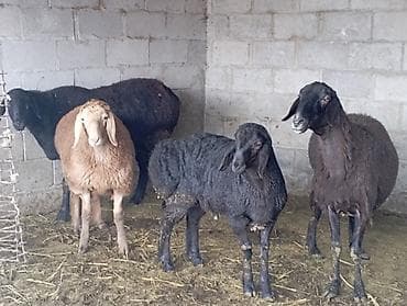 коза самец: Продаю | Козёл (самец) | Зааненская — 1