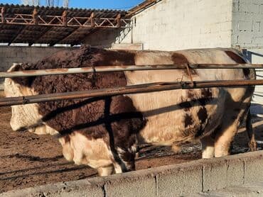 отдам в добрые руки собаку: Продаю | Бык (самец) | Симментальская | Для разведения | Племенные — 15