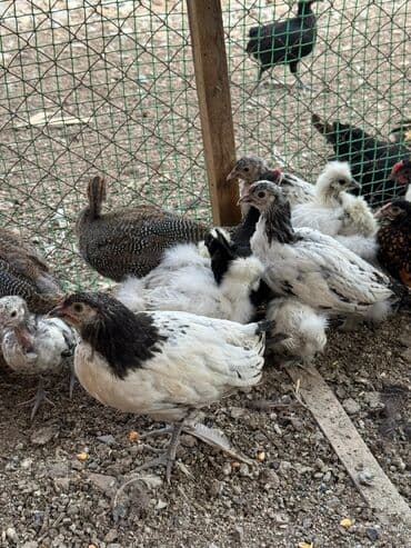 купить кур несушек оптом: Продам сразу всех цыплят — 2