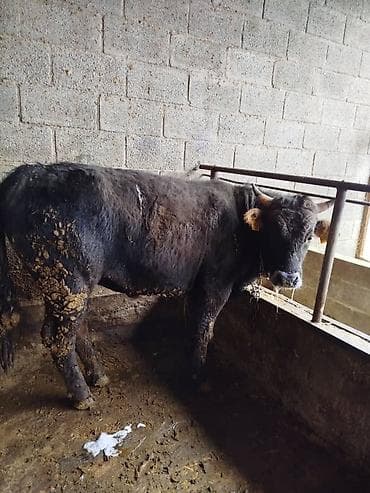 каровы кара балта: Продаю | Бык (самец) | Алатауская | На откорм | Искусственник — 1