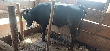 сколько стоят попугаи волнистые: Продаю | Бык (самец) | На откорм | Привязанные — 2