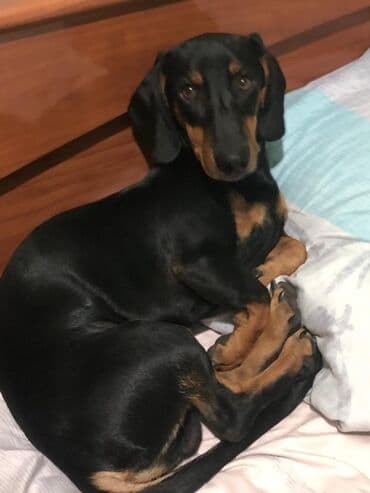 Вязка: Такса, Самец, 3 года at lalafo.kg Вязка: Такса, Самец, 3 года