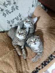 кошачий наполнитель: Отдам котят в хорошие, добрые руки, приучены к лотку, игривые, милые — 1