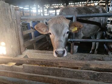 алабай в добрые руки: Продаю | Корова (самка) | Для разведения | Привязанные — 4