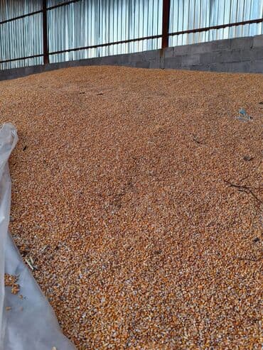 продажа кормов для сельскохозяйственных животных: Кукуруза зерно, желтая, очищенная от кочанов. Хранение навалом под — 1