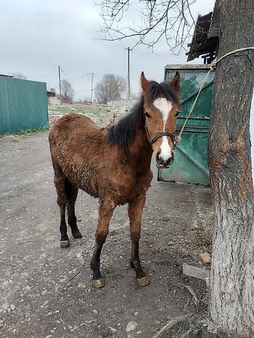 ящик бишкек: Сатам | Тай | Көбөйтүү үчүн | Асыл тукумдуу — 8