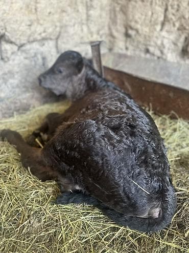 Продаю | Бык (самец), Музоо, торпок | Для молока | Искусственник at lalafo.kg Продаю | Бык (самец), Музоо, торпок | Для молока | Искусственник